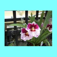 Conservatory 021.jpg